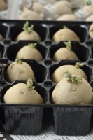 Solanum tuberosum  'Estima'  Second early potato  Seed potatoes chitting in a plastic plug tray  March
