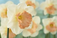 Narcissus  'Sentinel'  Daffodil  Div. 2 Large-cupped  March
