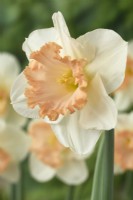 Narcissus  'Sentinel'  Daffodil  Div. 2 Large-cupped  March
