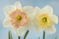 Narcissus  'Sentinel'  Daffodil  Div. 2 Large-cupped  Showing colour differance between mature flower and freshly opened flower  March
