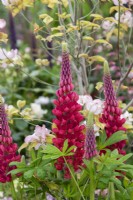 Lupinus - Lupin 'Beefeater'
