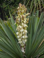 Yucca gloriosa in flower Norfolk June