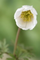 Anemone blanda  'White Splendour'  AGM  Winter windflower  Flower starting to open  March