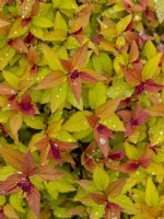 Spiraea japonica Magic Carpet 'Walbuma'  Norfolk May