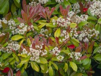 Photinia x fraseri 'Red Robin' flowers and foliage in spring