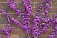 Cercis chinensis 'Avondale' - Chinese redbud flowering against a brick wall at RHS Wisley 
