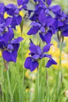 Iris sibirica 'Little annie' - Siberian Iris 