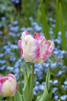 Tulipa 'Parrot pink vision' - Tulip