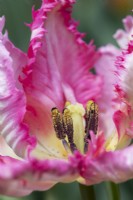 Tulipa 'Parrot pink vision' - Tulip