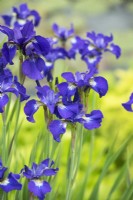 Iris sibirica 'Little annie' - Siberian Iris