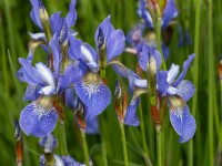 Iris sibirica 'Cambridge'  June Norfolk