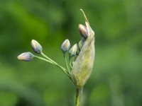 Nectaroscordum siculum Honey Garlic in bud Norfolk UK June