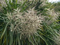 Cordyline australis cabbage palm spring in flower Norfolk UK