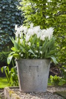 Galvanized container planted with Tulip 'White Triumphator'.