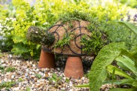 Finished thyme tortoise on gravel surrounded by plants