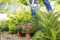 Woman watering thyme tortoise