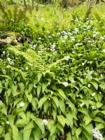 Allium ursinum, wild garlic, ramsons, Isle of Mull, May
