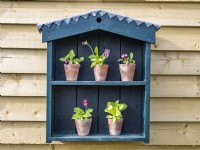 Home made Auricula theatre with integral bird nesting box