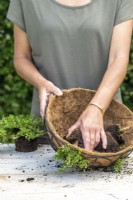 Woman pushing thyme plant through the coir lining