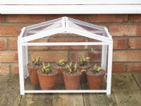 Young Auricula plug plants under cloche for winter protection.