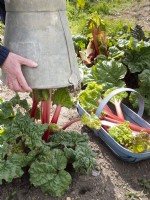 Woman removing galvanised bucket used to force Rhubarb in Spring
