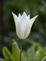 Tulipa 'White Triumphator' - Tulip - May