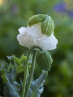 Papaver somniferum 'Sissinghurst White' - Opium Poppy - June