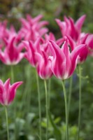 Tulipa 'Mariette' in May