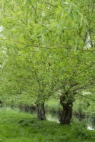 Salix alba  - willow in May