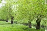 Salix alba - willow