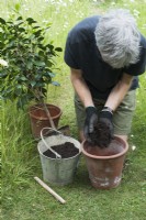 Man repotting Camellia - placing compost in pot - June