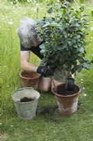 Man repotting Camellia - firming soil round edge of pot in June