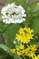 Allium moly and Orlaya grandiflora - Yellow garlic and White laceflower