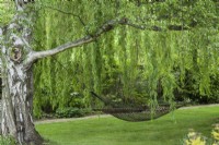 Hammock hanging from weeping willow tree - Salix babylonica in May.