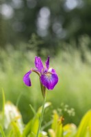 Iris sibirica 'Sparkling rose' - Siberian flag iris 