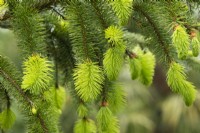 Picea abies 'Cincinnata' - Cincinnata Norway spruce foliage in spring