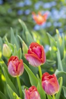 Tulipa 'Miami sunset' - Tulip 