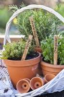 Herbs in pots - thyme, rosemary and oregano.