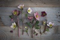 Helleborus 'Picotee', 'Pink Frost', 'Winter Bells' and hybridus on wood