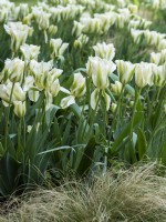 Tulipa 'Spring Green' - Tulip - May