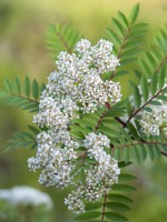 Sorbus vilmorinii - Rowan - June