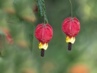 Abutilon megapotamicum 'Wakehurst'  in flower Norfolk