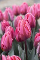 tulipa 'Pretty Princess' tulip
