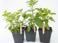 Use wooden pegs for labelling salvia plantlets