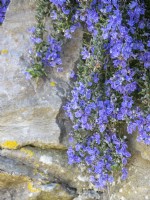 Rosmarinus officinalis Prostratus - Large Trailing Rosemary on stone wall flowering in April