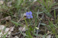 Viola odorata - Sweet Violet in March