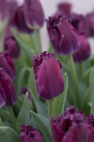 Tulipa 'Purple Crystal' - Tulip 