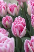 Tulipa 'Foxtrot' Tulip