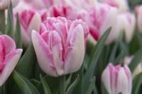 Tulipa 'Foxtrot' Tulip