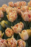 Tulipa 'Foxy Foxtrot' tulip